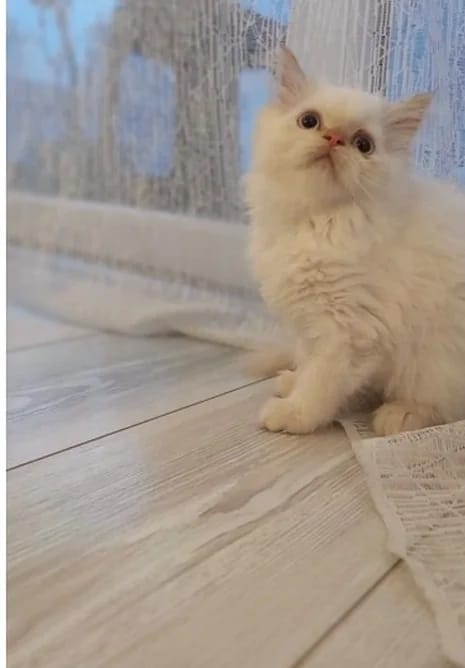 Ahşap zeminde oturan krem renkli Himalayan kedi
