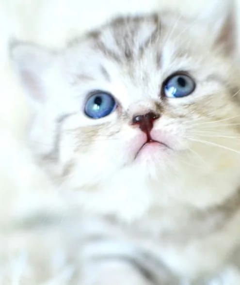 Beyaz tüylü yavru British Shorthair kedi