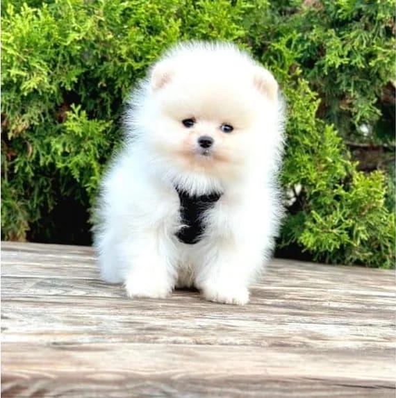 Bahçede duran beyaz Pomeranian Boo yavrusu