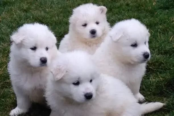 Beyaz tüylü Samoyed yavruları