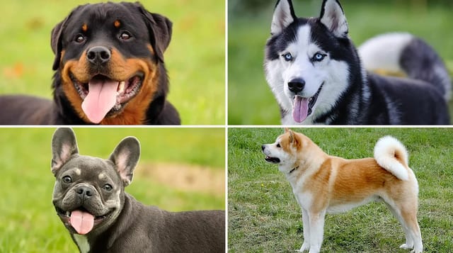 Rottweiler, Sibirya Kurdu, French Bulldog ve Akita Inu