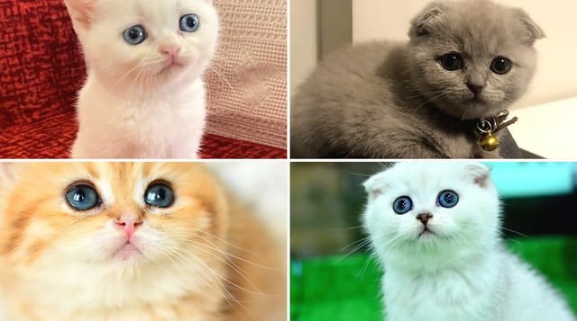 Farklı ırklardan dört yavru kedi: Scottish Straight, Scottish Fold ve British Shorthair