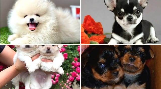 Pomeranian Boo, Chihuahua, Pekinez ve Yorkshire Terrier yavruları