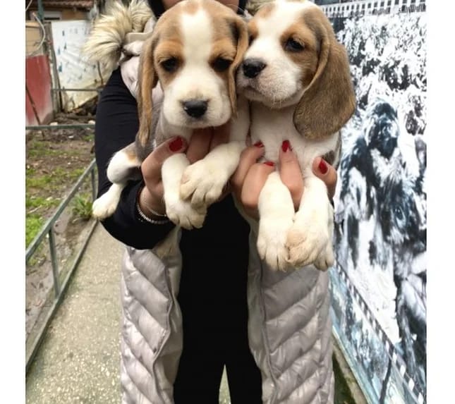 Kahverengi ve beyaz tüylü Beagle yavruları