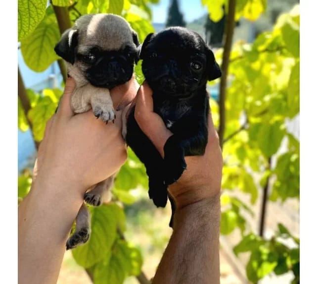İki Pug yavrusu