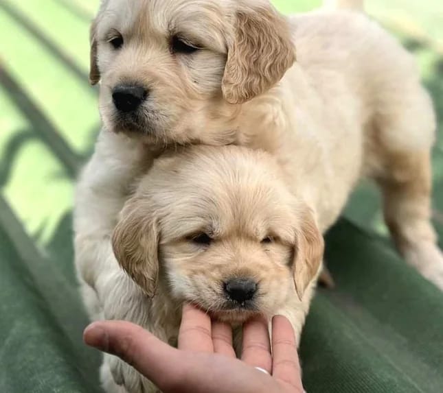 Golden Retriever yavruları