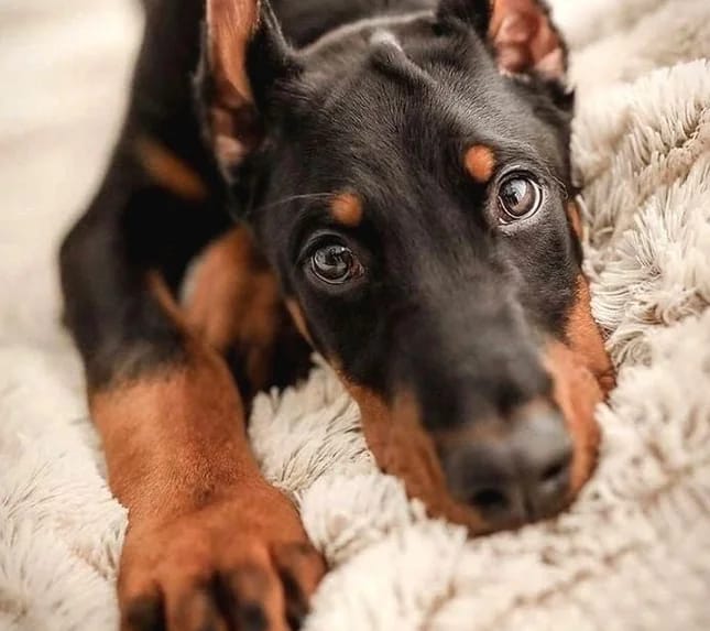 Siyah ve kahverengi tüylü Doberman yavrusu