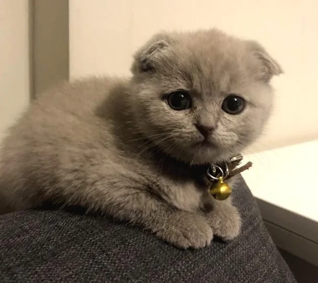 Gri Scottish Fold yavru kedi