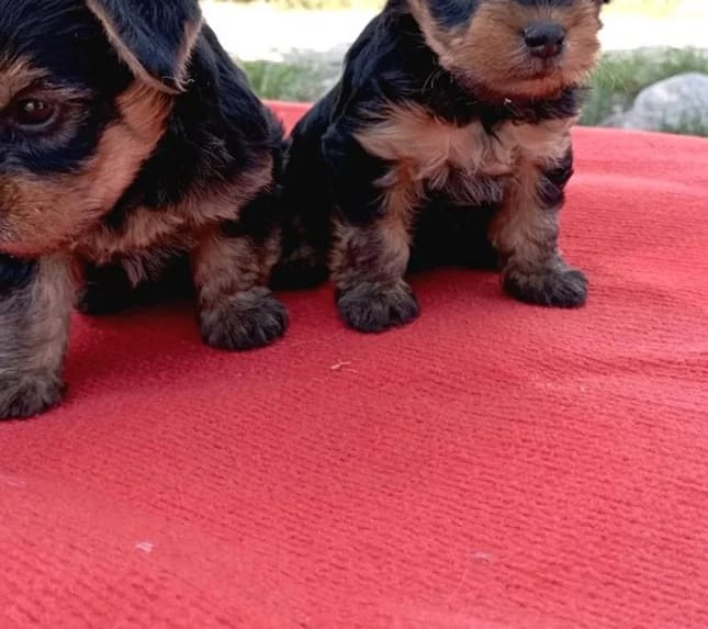 İki Yorkshire Terrier yavrusu yan yana