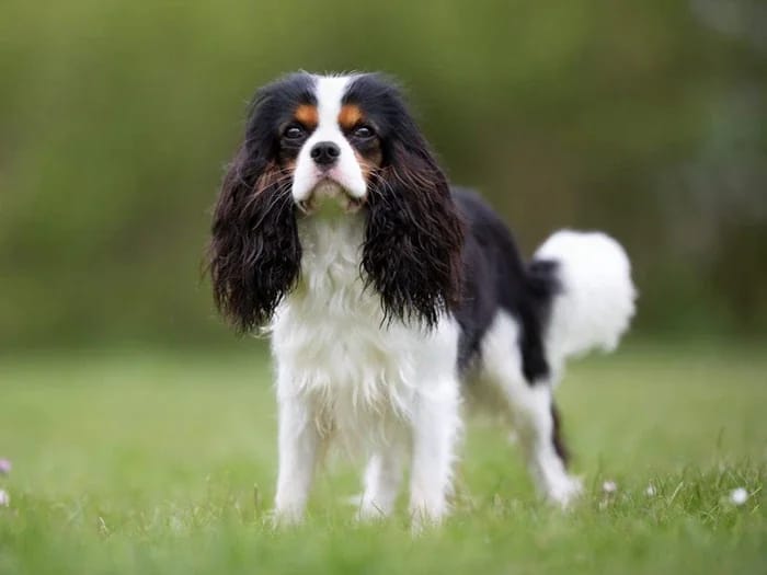 Çimende duran Cavalier King Charles Spaniel