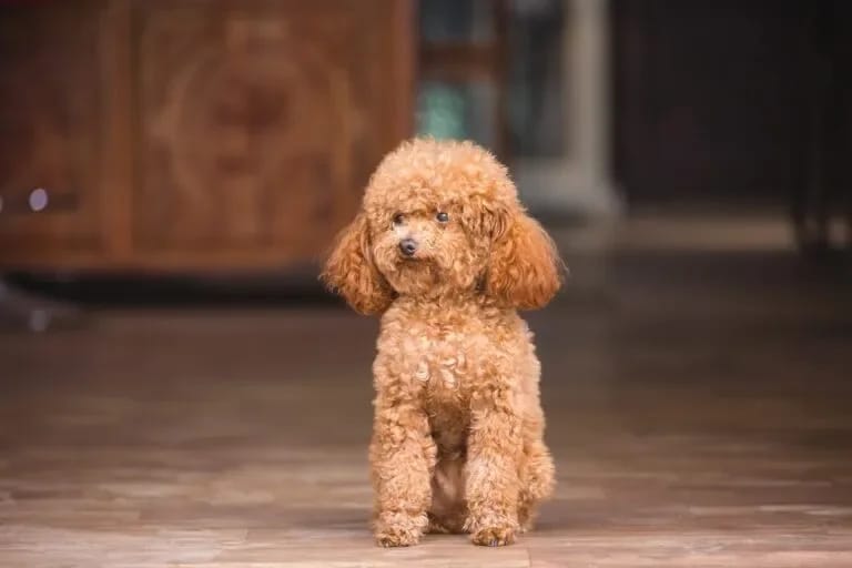 Kahverengi kıvırcık tüylü Toy Poodle yavrusu