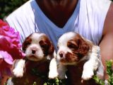 King Charles Cavalier Spaniel Bebekler