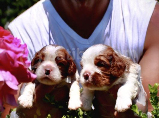 King Charles Cavalier Spaniel Bebekler görsel