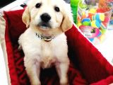 Golden Retriever Yavrularımız