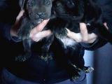İtalyan Mastiff Cane Corsa Yavrularımız