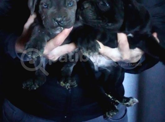 İtalyan Mastiff Cane Corsa Yavrularımız görsel