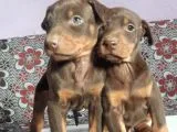 Mükemmel Kan Doberman Yavrularımız