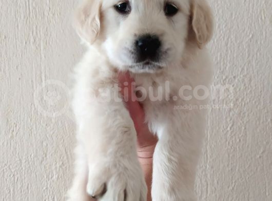 Baby Face Golden Retriever Yavrularımız görsel