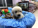 Golden Retriever Yavrularımız