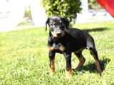 Erkek Ve Dişi Doberman Bebekler