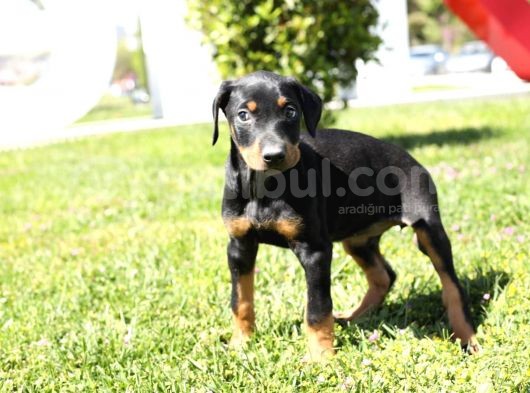 Erkek Ve Dişi Doberman Bebekler görsel