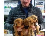 Cocker Spaniel Bebeklerimiz Ailelerini Bekliyor