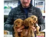 Cocker Spaniel Bebeklerimiz Ailelerini Bekliyor