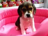 Elizabeth Beagle Bebeklerimiz