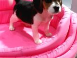 Elizabeth Beagle Bebeklerimiz