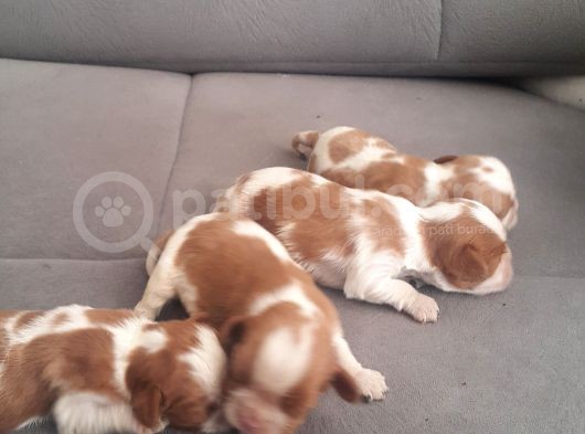 Cavalier King Charles Yavrularımız Yeni Ailelerini Bekliyor görsel