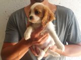 Cavalier King Charles Yavrularımız Yeni Ailelerini Bekliyor
