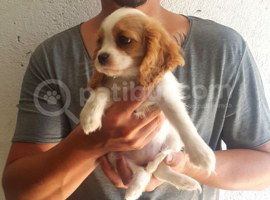 Cavalier King Charles Yavrularımız Yeni Ailelerini Bekliyor görsel