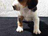 Elizabeth Beagle Bebeklerimiz