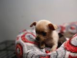Teacup Chihuahua Bebekler