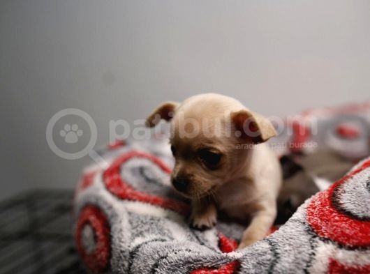 Teacup Chihuahua Bebekler görsel