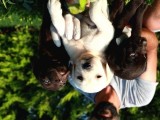 Shovline Labrador Retriver Yavrular