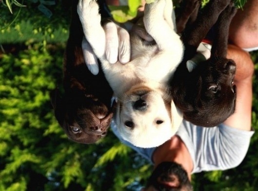 Shovline Labrador Retriver Yavrular görsel