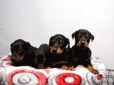 Erkek Ve Dişi Doberman Bebekler