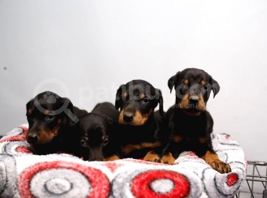 Erkek Ve Dişi Doberman Bebekler görsel