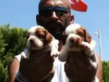 King Charles Cavalier Spaniel Bebekler