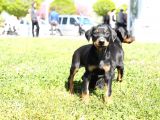 Erkek Ve Dişi Doberman Bebekler