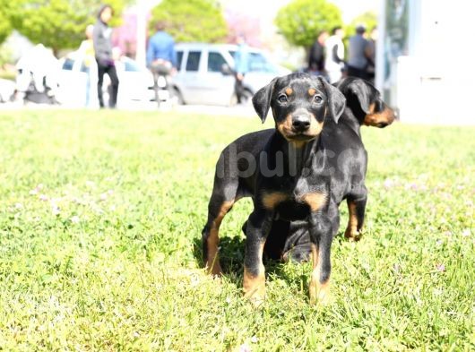 Erkek Ve Dişi Doberman Bebekler görsel