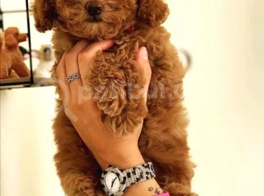 Toy Poodle Bebeklerimiz Ailelerini Bekliyor