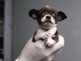 Teacup Chihuahua Bebekler