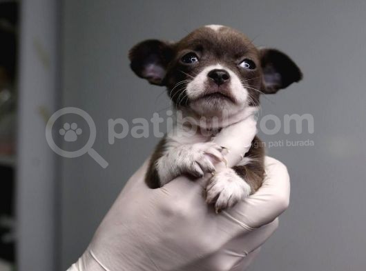 Teacup Chihuahua Bebekler görsel