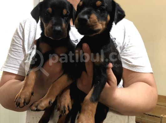 King Doberman Yavrular görsel
