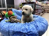 Golden Retriever Yavrularımız