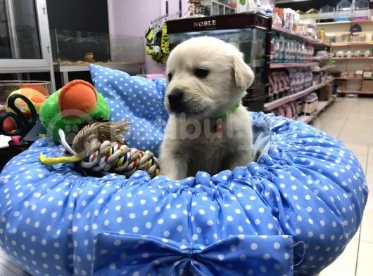 Golden Retriever Yavrularımız