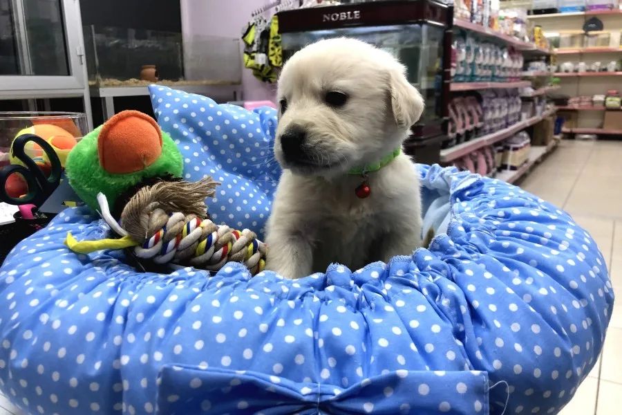Golden Retriever Yavrularımız