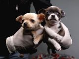 Teacup Chihuahua Bebekler